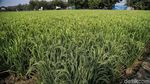 Melihat Sawah di Rorotan Jakut yang Siap Panen