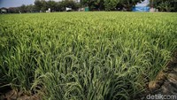 Sawah ini akan segera panen dalam beberapa pekan ke depan.