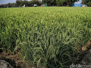 Kaltara Bisa Jadi Sumber Pangan Ibu Kota Baru di Kaltim
