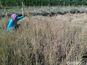5.290 Hektare Padi di Wonogiri Mengering, 916 Hektare Diantaranya Puso