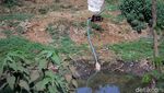 Musim Kemarau Anak Sungai Citarum Menyusut