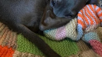 Anjingnya tidak berparuh kok. Foto: Brightside