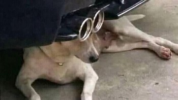 Anjingnya pakai kacamata. Foto: Brightside