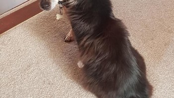 Mana badan anjing yang sebenarnya? Foto: Brightside