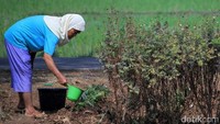 Meski airnya sudah menyusut, sedimentasi tanah di sungai itu digunakan warga untuk membuat bata, sementara bahu sungai tersebut digunakan warga untuk berkebun.