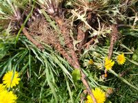 'Kopi' Dandelion Bisa Pasok Energi Tanpa Asupan Kafein