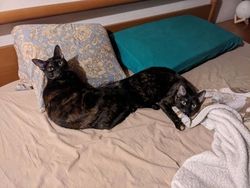 Deretan Foto yang Perlu Dilihat Dua Kali Agar Tidak Terkecoh