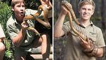 Masih Ingat Steve Irwin? Kecintaan Pada Hewan Turun ke Sang Anak