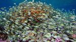Pulau Terluar Amerika Serikat, Tersebar di Seluruh Dunia