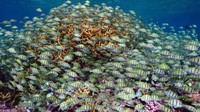 Inilah Kepulauan Terluar Kecil Amerika Serikat. Yakni Kingman Reef, Midway Atoll, Navassa Island, US Minor Outlying Islands sebagian besar dikunjungi oleh para ilmuwan dan sekelompok burung laut (CNN)