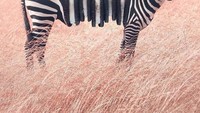 Jangan terkecoh saat lihat zebra ini. Ada tumpukan oreo yang diedit menyatu dengan tubuh zebra. Anda menemukan? Foto: Instagram @ronnaldong