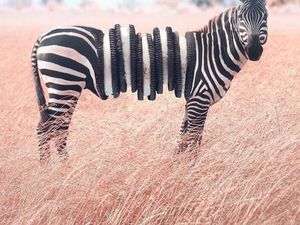 Viral! Editan Foto Ini Menggabungkan Tubuh Hewan dan Makanan dalam Satu Frame