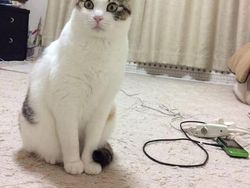 Deretan Foto yang Perlu Dilihat Dua Kali Agar Tidak Terkecoh