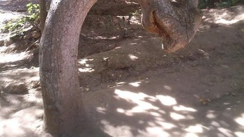 Bukan hasil desain Photoshop, ini pohon. Foto: Brightside