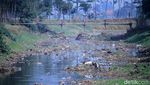 Musim Kemarau Anak Sungai Citarum Menyusut