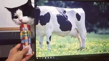 Kucing sapi. Foto: Brightside