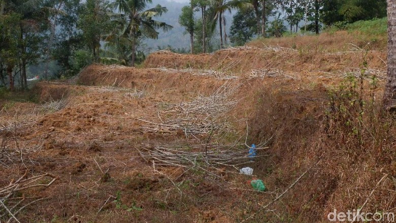 Kekeringan, 244 Hektare Padi di Banjarnegara Puso Kekeringan, 244 Hektare Padi di Banjarnegara Puso
