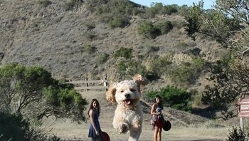 Bukan anjing raksasa. Foto: Brightside