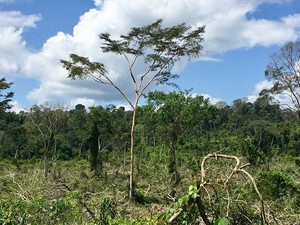 Tiap Menit Hutan Seluas Lapangan Sepak Bola di Amazon Brasil Hilang