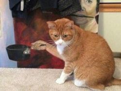 Deretan Foto yang Perlu Dilihat Dua Kali Agar Tidak Terkecoh