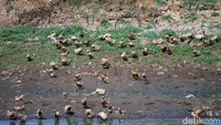 Terlihat kawanan bebek mencari makan di pinggir sungai.