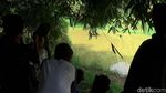 Ini Penampakan Buaya di Sungai Kota Pekalongan