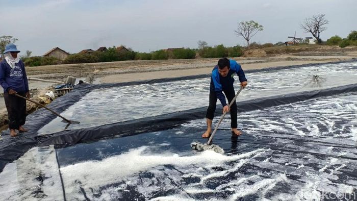 Ilustrasi petani garam/Foto: Arif Syaefudin/detikcom Ilustrasi petani garam/Foto: Arif Syaefudin/detikcom