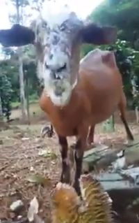 Bukan Rumput Tapi Kambing Ini Justru Doyan  Durian