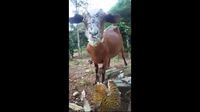 Bukan Rumput Tapi Kambing Ini Justru Doyan  Durian