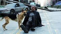 Banyak yang jatuh hati melihat penampilannya dalam film I am Legend dan mungkin ini salah satu (satu-satunya) film zombie yang bisa membuat orang-orang menangis. Dok. Ist