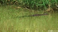 Ada tiga buaya yang ada di sungai ini, dua anakan dan satu induk buaya.