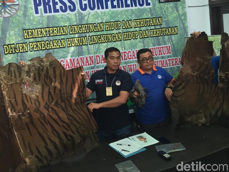 Jual Kulit Harimau, Pria di Langkat Sumut Ditangkap Jual Kulit Harimau, Pria di Langkat Sumut Ditangkap