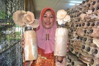 Keren! Kantin Tua Ini Disulap Jadi Kebun Jamur dengan Laba Rp 51 Juta