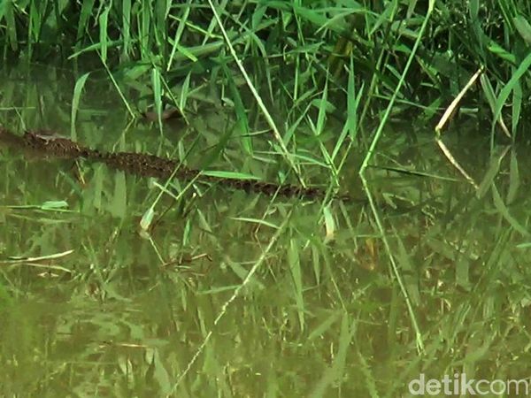 Ini Penampakan Buaya di Sungai Kota Pekalongan