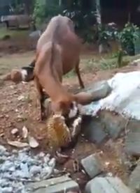 Bukan Rumput Tapi Kambing Ini Justru Doyan  Durian