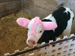 Gemas, Petani Baluti Kepala Bayi Sapi dengan Topi Rajutan