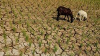 Sawah yang retak-retak juga terjadi Karawang, Jawa Barat. Adeng Bustomi/ANtara Foto.