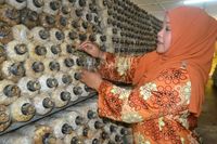 Keren! Kantin Tua Ini Disulap Jadi Kebun Jamur dengan Laba Rp 51 Juta
