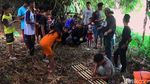 Ini Penampakan Buaya di Sungai Kota Pekalongan