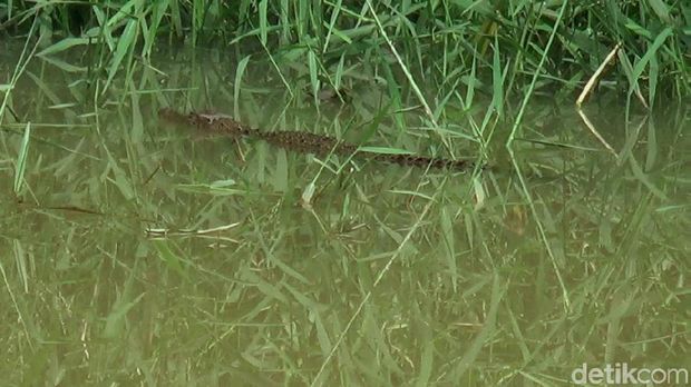  Kondisi Ini yang Membuat Buaya Betah di Sungai Kuripan Pekalongan