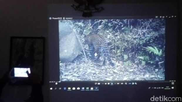 Pupulasi Macan di SM Gunung Sawal Ciamis Bertambah Jadi 9 Ekor