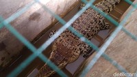 Buaya muara hasil penyerahan warga Leuwimunding, Majalengka, Jawa Barat, saat ini masih disimpan di Kantor Bidang Konservasi Sumber Daya Alam (BKSDA) wilayah III Ciamis, Jawa Barat, Sabtu (6/7/2019). Buaya ini menunggu untuk diperiksa oleh dokter hewan memastikan kondisinya sebelum dilepasliarkan.
