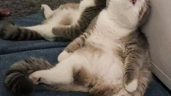 Kucing ikutan angkat berat. Foto: agoraimages