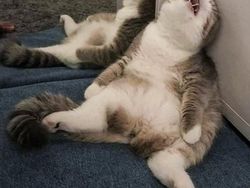 Foto Editan Kocak Photoshop Mengundang Tawa