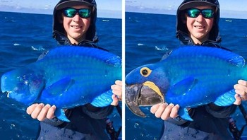 Ikan burung parot. Foto: agoraimages.com