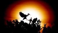Pemandangan ribuan burung dari keluarga Ardeidae yang mempunyai ciri-ciri berkaki dan berleher panjang serta tersebar di seluruh dunia itu menjadi daya tarik tersendiri bagi warga yang melintas di jalan Banda Aceh-Krueng Raya. Antara Foto/Irwansyah Putra.