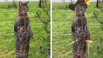 Puss on Boots jadi kelelawar. Foto: agoraimages