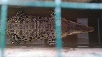 Buaya itu disimpan di bak khusus yang bagian atasnya ditutup kayu dan ram kawat. Kondisinya terlihat aktif mondar mandir di bak dengan ukuran yang tak terlalu besar tersebut.