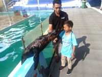 Camping Under The Sea, Cara Baru Ancol Kenalkan Satwa Laut ke Anak-anak