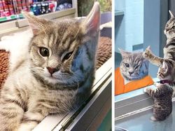 Foto Editan Kocak Photoshop Mengundang Tawa